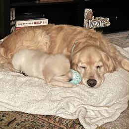 Golden Retriever Puppies from Brody's Golden Retriever Puppies