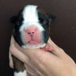 Boxer Puppies from Vintage Boxers