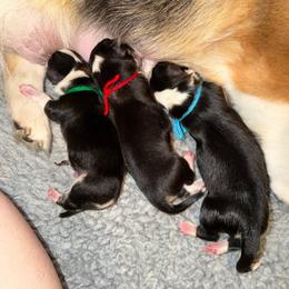 Blue - Black and tan male Pembroke Welsh Corgi puppy in Wheatland, California from Emerald Corgis