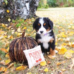 Glory - Black rust and white Bernese Mountain Dog puppy in Karlstad, Minnesota from Tami’s Heavenly Bernese