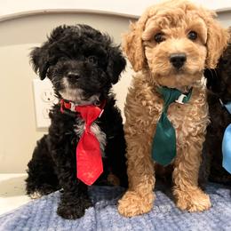 Goldendoodle Puppies from True Friend Doodles