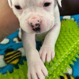 Boy 2 - emerald green - White male Boxer puppy in Nashville, Tennessee from Best Friends over 20+ years experience