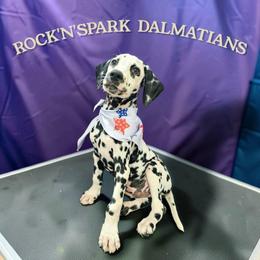 Valentino - White and black male Dalmatian puppy in Adkins, Texas from Rock'N'Spark Dalmatians