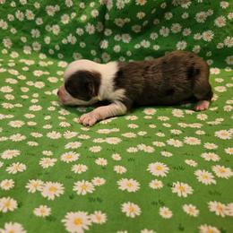 Dixie - Blue merle female Toy Australian Shepherd puppy in Snowflake, Arizona from Halfpint Aussies
