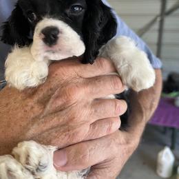 Cocker Spaniel Puppies from Dovecreek Cockers