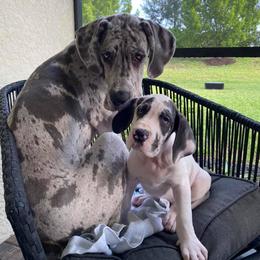 Great Danes from Delphi Danes