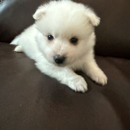American Eskimo Dog Puppies from Ketura’s Angels Kennels