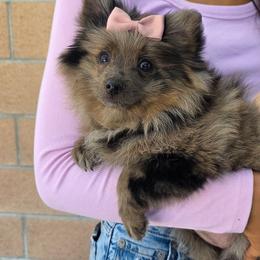 Choco - Brindle female Pomeranian puppy in Santa Ana, California from Legacy Pomeranian of Orange County