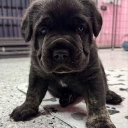 Willow - Black brindle female Cane Corso puppy in Pollock Pines, California from Capitol City Cane Corso