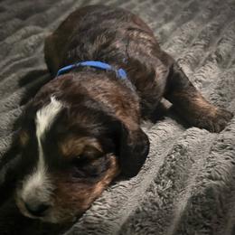Blue collar - Brown merle male Aussiedoodle puppy in Melrose, Florida from Howdilly Doodley