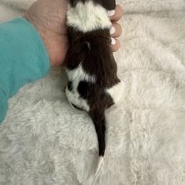 Boy 6 - Piebald male Dachshund puppy in Mineral Wells, Texas from Chilidog Dachshunds