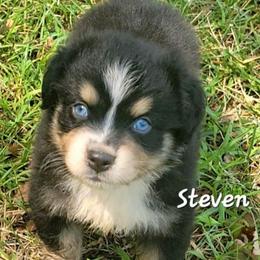 Steven - Black tri-color male Australian Shepherd puppy in Waxhaw, North Carolina from Cane Creek Aussies
