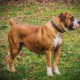 Rose - Boerboel