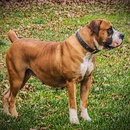 Rose - Boerboel