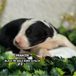 Prancer - Black tri-color male Australian Shepherd puppy in Bethany, Connecticut from Wynter Thyme Manor Australian shepherds