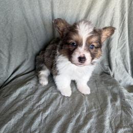 Turkey - Blue male Pembroke Welsh Corgi puppy in Indianapolis, Indiana from Mk’s Corgis