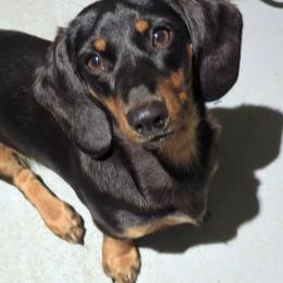 Stella - Dachshund