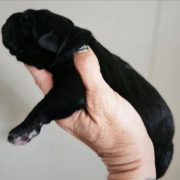 Shadow - Black female Perro de Presa Canario puppy in El Paso, Texas from PaPaws Gotta Love It Kennels