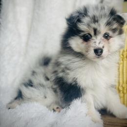 Chex - Merle male Pomsky puppy in Greenville, South Carolina from Thicketty Mountain Pomskies
