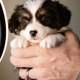 Anne - Black and tan female Pembroke Welsh Corgi puppy in South Otselic, New York from Ridge Top Corgis