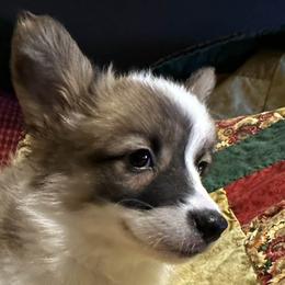 Maple - Red female Pembroke Welsh Corgi puppy in Lima, New York from Hickory Springs Corgis