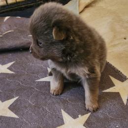 Dorito - Lavender male Pomeranian puppy in Tyner, Kentucky from Tanner's Majestix Kennels