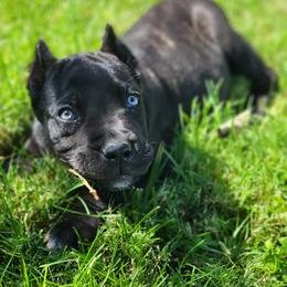 Cane Corso Puppies from JSM Corsos