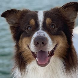Mason  - Australian Shepherd