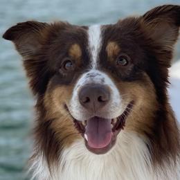 Mason  - Australian Shepherd