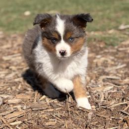Roscoe - Blue merle female Miniature Australian Shepherd puppy in Granbury, Texas from Jubilee Acres