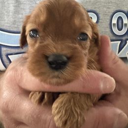 Bobby - Red male Cavapoo puppy in Osseo, Michigan from Smiths Fluffy butts