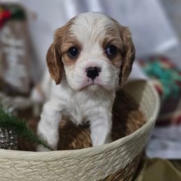 Hallow - Blenheim female Cavalier King Charles Spaniel puppy in Decatur, Illinois from We R Puppies