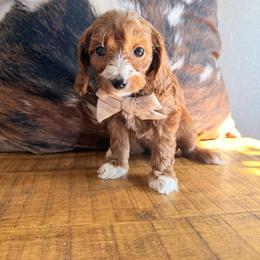 Orlando - Red male Cavapoo puppy in Fort Lupton, Colorado from Puppy Paws Colorado