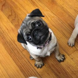 Pugs from Rugs & Pugs
