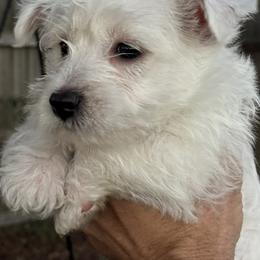 West Highland White Terrier Puppies from Amazing Grace Westies