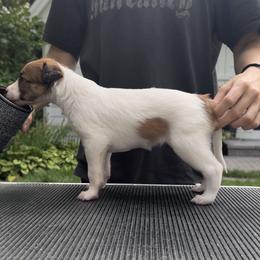 Silken Windhound Puppies from Cadence Silken Windhounds