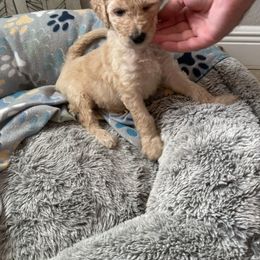 Goldendoodle Puppies from Daisy’s Doodles