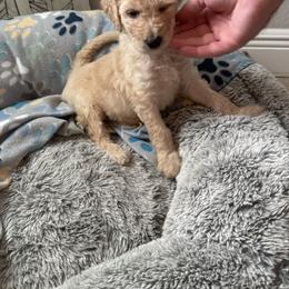 Goldendoodle Puppies from Daisy’s Doodles