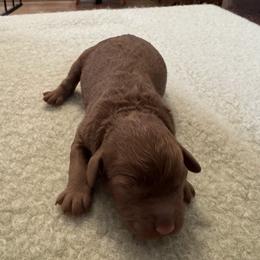 Fred - Red male Cockapoo puppy in Sheridan, Missouri from Shepherdsfold’s Cockapoos
