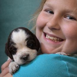 Raspberry - Liver white and roan female English Springer Spaniel puppy in Florida from Thunderbird Springers
