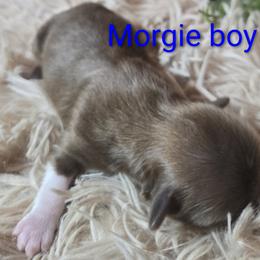 Boy 2 - male Shih Tzu puppy in Roanoke, Virginia from Adeline Joys Shih tzus of Roanoke Virginia