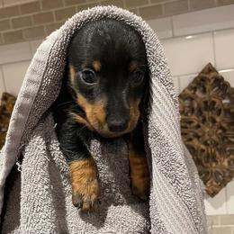 Boy 2 - male Dachshund puppy in Spring Hill, Florida from Adorable Doxxies