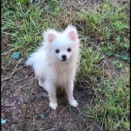Wilson - Cream male Pomeranian puppy in Oologah, Oklahoma from GG's Pomeranians
