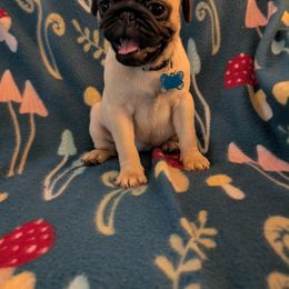 Pug Puppies from Lisa's Pugalicious Pugs