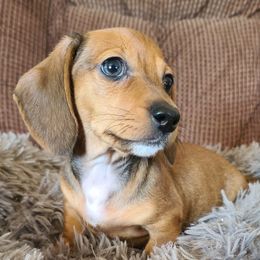 Dachshund Puppies from Ivy Willow Dachshunds