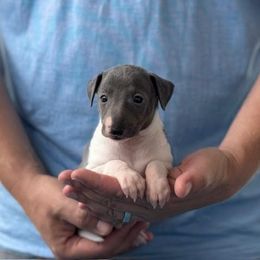 Boy 1 - Blue male Italian Greyhound puppy in Sugar Valley, Georgia from Pinnacle Farm and Kennel