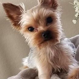 Yorkshire Terriers from My Texas Yorkies
