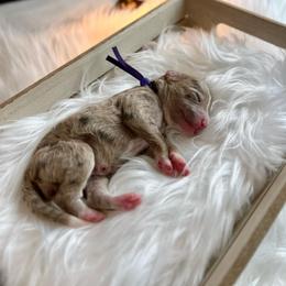 Susan - White and red merle female Bordoodle puppy in Valley Center, California from Circle R Valley Bordoodls