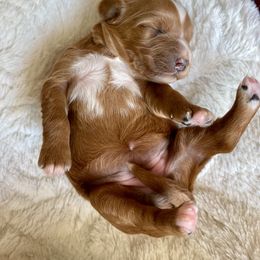 Bernedoodle, Cavapoo, and Goldendoodle Puppies from Mountain Bridge Doodles