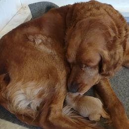 Golden Retriever puppies from Kayla's Goldens